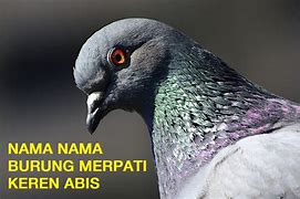 Nama Burung Dara Yang Keren